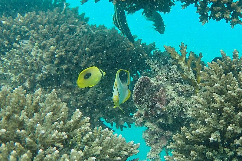 The Saddle butterflyfish